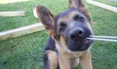 sv�rt at tage et billed n�r hunden hiver i snoren til kamaraet